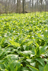 Wild garlic in a forest