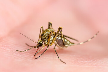 Dangerous Malaria Infected Culex Mosquito Bite, Leishmaniasis, Encephalitis, Yellow Fever, Dengue, Mayaro Disease, Zika, EEEV or EEE Virus Infectious Parasite Insect Macro