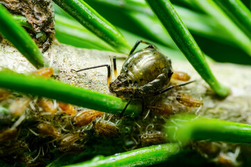Bow-Legged Abies Fir Aphid Parasite Pest Insect on Green Fir Tree Macro