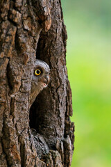 European scops owl, Otus scops, hidden in tree hole at sunrise. Small owl peeks out from trunk showing big yellow eyes. Bird also known as Eurasian scops owl. Wildlife scene. Morning in nature.