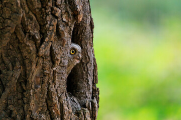 European scops owl, Otus scops, hidden in tree hole at sunrise. Small owl peeks out from trunk showing big yellow eyes. Bird also known as Eurasian scops owl. Wildlife scene. Morning in nature.