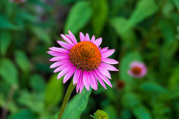 Purpur Sonnenhut, Echinacea purpurea, Bl&uuml;te im Sommer