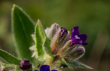 Il fiore di borraggine.