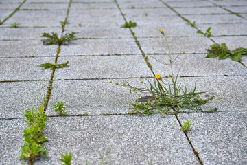Weed growing in a deserted urban area