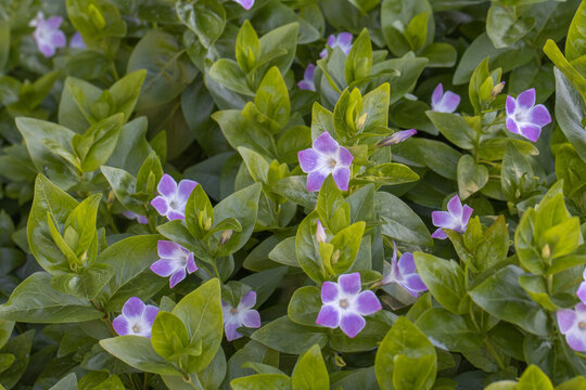 Mass of Vinca Jenny Pym in spring
