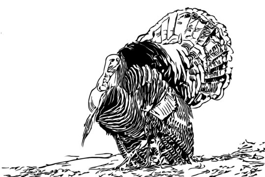 Wild turkey male Tom strutting display feathers vector illustration 