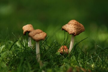 Makrofotografie bezaubernde Pilze sind gerade aus dem Boden gewachsen und stehen jetzt auf dünnen...