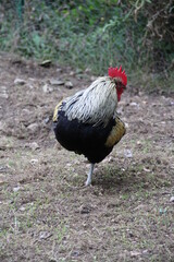Coq