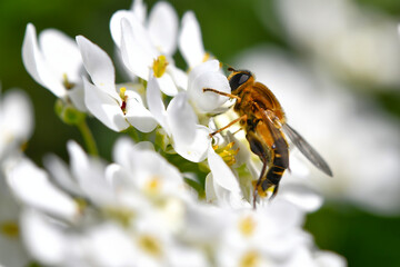 ハナアブとイベリス・ブライダルブーケ