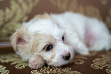 A Bichon Havanese puppy taking a nap on a brown antique sofa. The dog is seven weeks old.
