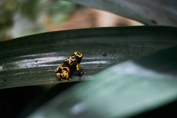 frog on a leaf