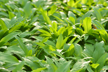 Wild garlic texture background banner
