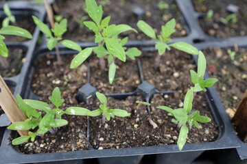 Spring Seedlings 