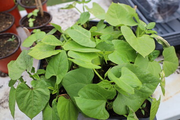 Spring Seedlings 