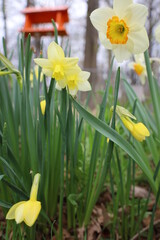 Obraz premium White and yellow spring daffodils in bloom 