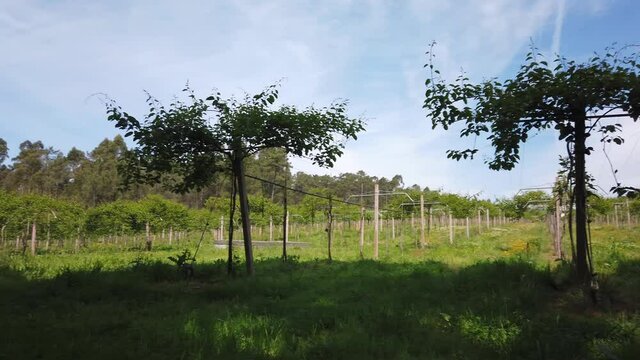 Agriculture in Antas, Esposende, Portugal. Agricultural field. Kiwi farm.