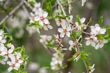 Fresh flowers blossom on branch.