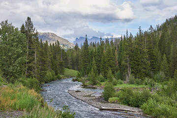 Obraz premium View of Yellowstone river running through pine forest