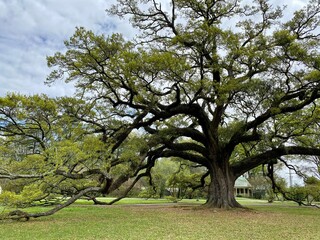 Fototapeta na wymiar Gorgeous Old Live Oak Tree