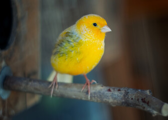 Cute little yellow canary bird sitting on a branch