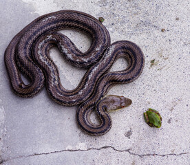 獲物のカエルを狙うシマヘビ