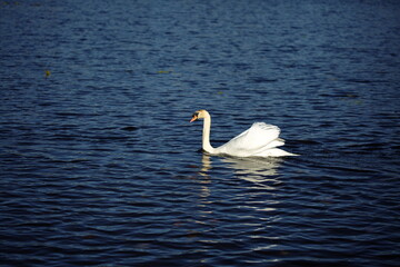 Fototapeta na wymiar A white swan swimming in the water at a local conservation area in Ontario, Canada.