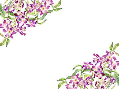 A Vector Frame of Dendrobium Orchid