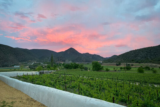 Scenic view of vineyard at Cangoo Valley near Oudtshoorn with Swartberg mountains in the background at sunset.