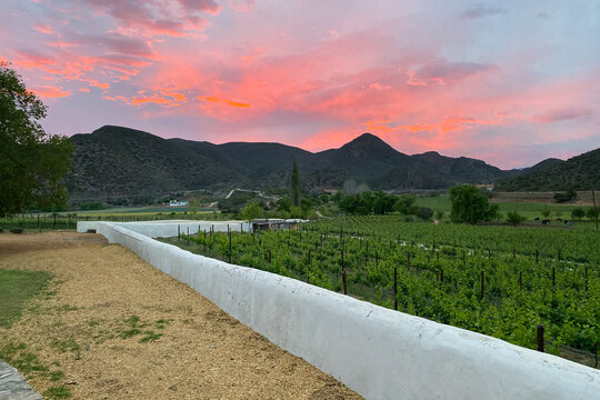 Scenic view of vineyard at Cangoo Valley near Oudtshoorn with Swartberg mountains in the background at sunset.