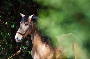 Naklejka na ściany i meble portrait of sandy young Andalusian stallion around greens. Andalusia, Spain