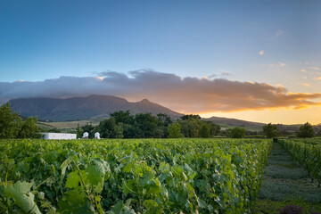Scenic view vineyard in front of Simonsberg mountain at sunset .