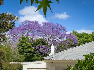 Jacaranda tree in full bloom.