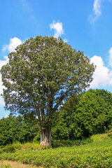 Fototapeta premium 大渕笹場