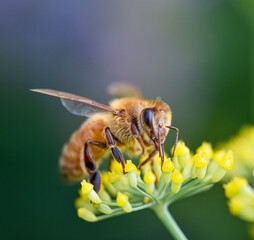Closeup of a Honey bee (Apis mellifera) collecting nectar from the tiny yellow flowers of fennel. Closeup. Copy space.	
