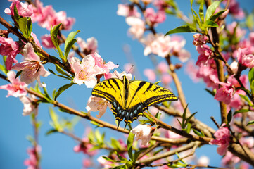 Yellow swallowtail butterfly landing on a blossoming peach tree with pink flowers against a blue...