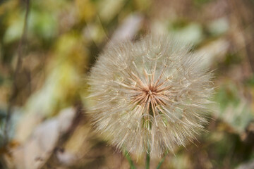 North American Blowball Dandelion Plant with seeds