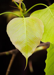 Pho young leaves On a black background.