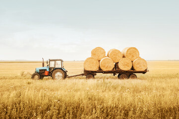 The tractor removes bales of hay from the field after harvest. Cleaning grain concepts. Completion of the agricultural company - obrazy, fototapety, plakaty