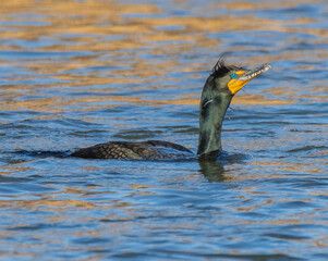 cormorant swimming in river water
