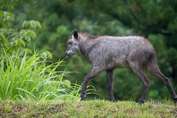 Fototapeten Antilope 歩くカモシカ  © Antelope