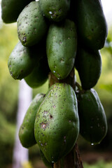 Vertical shot of green papayas hanging from a tree