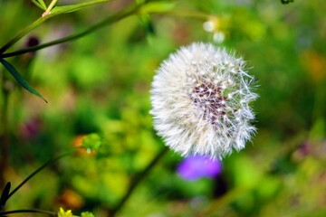 dandelion on a meadow