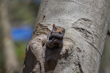 The squirrel is carrying her young one in her mouth and arms to a safer place.