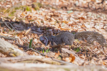 The squirrel is carrying her young one in her mouth and arms to a safer place.