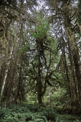 Moss covered tree in Olympic National Forest