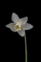 White daffodil or narcissus flower isolated on black background. White and yellow spring flower.