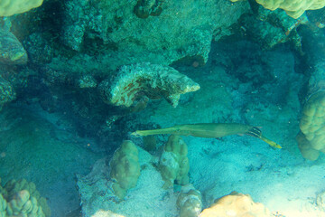 poissons et coraux dans le lagon de Bora Bora, Polynesie francaise