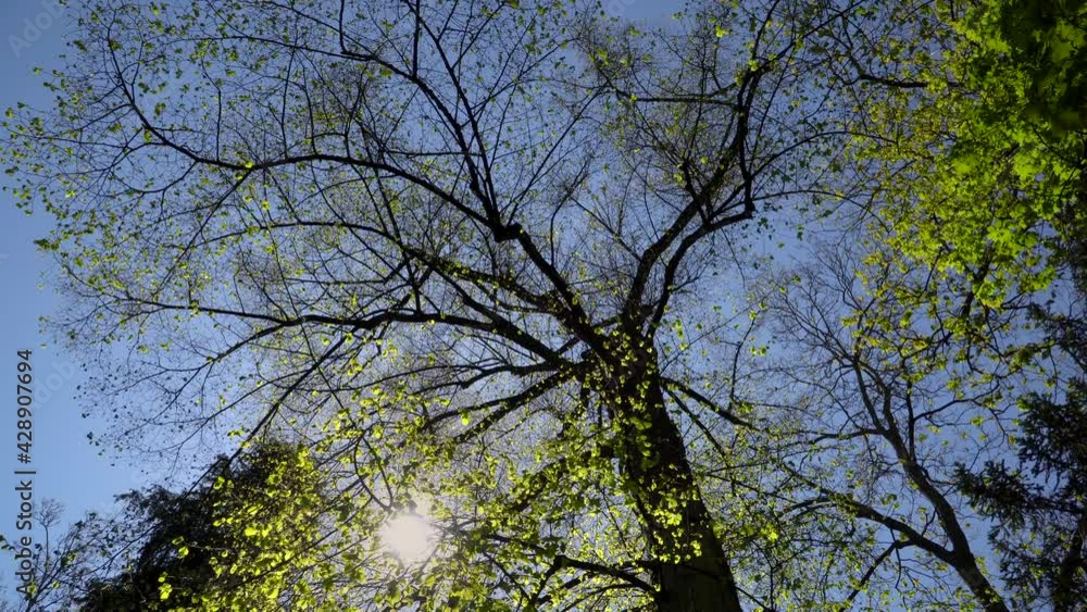 Poster sunlight passing through the branches of trees with green leaves in the park. - low angle