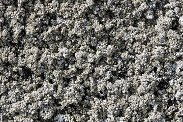 Background Texture of clusters of closed Barnacles