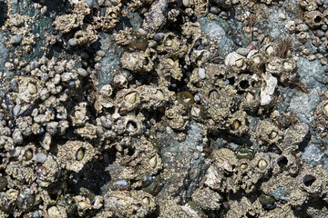 Background Texture of White closed Barnacles on Rocks
